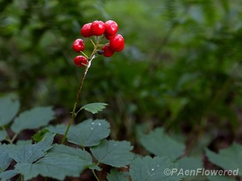 Fruit